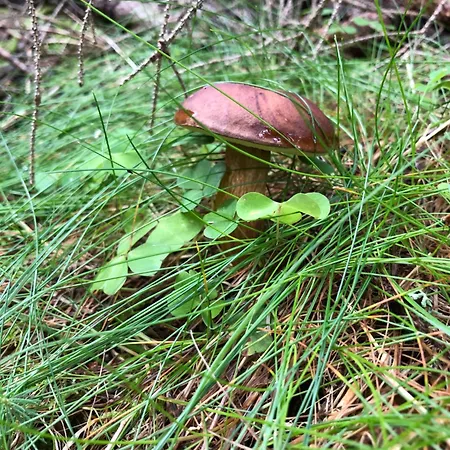 Zuzo Flat Stare Koliesko 96 Daire